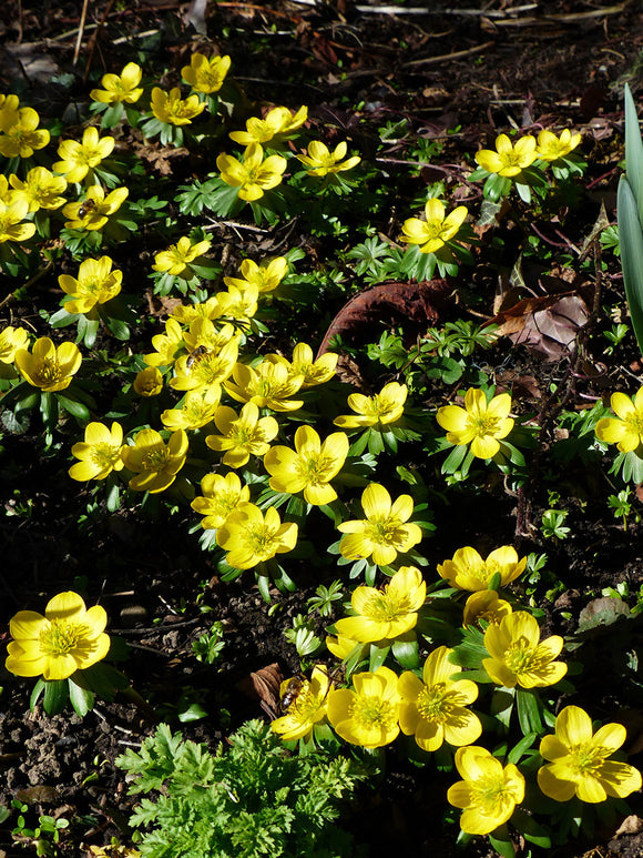 Eranthis Hyemalis bulbs - Winter Aconite