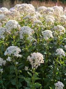 Eupatorium Snowball