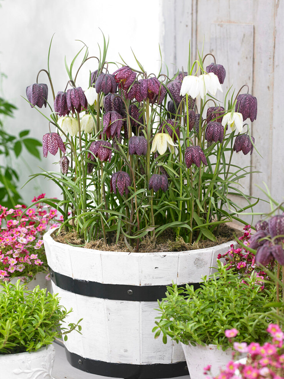 snake's head fritillary planting and care 20 bulbs