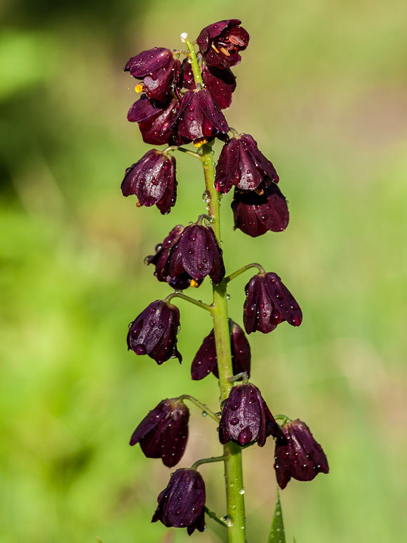 Dark bell-shaped fritillaria blooms