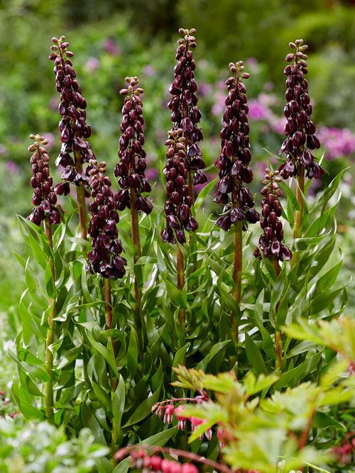 Hanging purple bell flowers