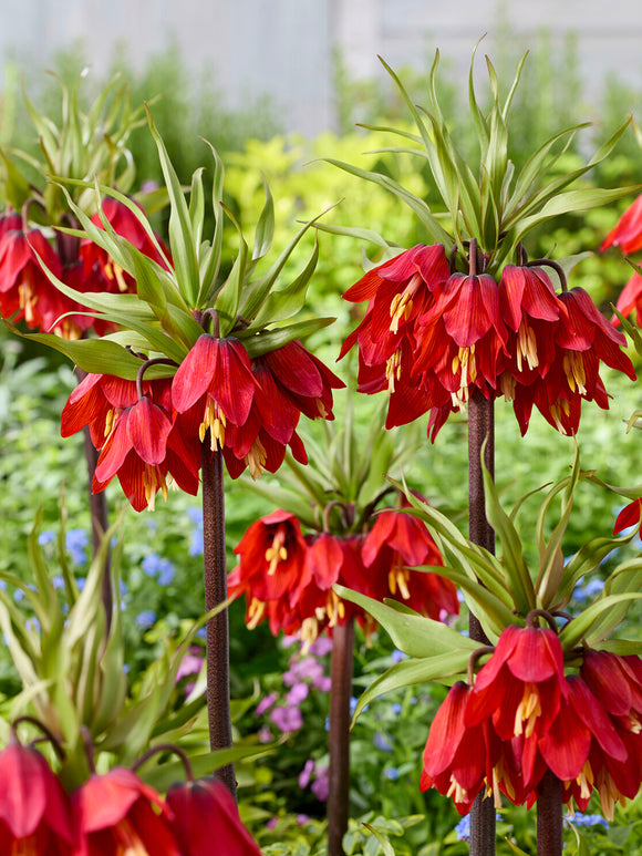 Fritillaria Red Beauty Bulbs