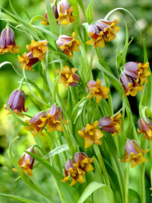 Fritillaria Uva-Vulpis (Fox's Grape Fritillary)