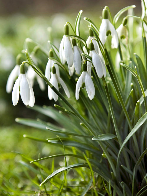 Snowdrops