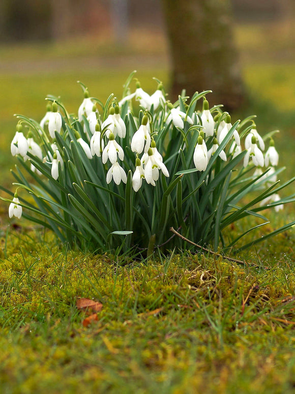 Snowdrops - Galanthus Early Blooming Bulbs