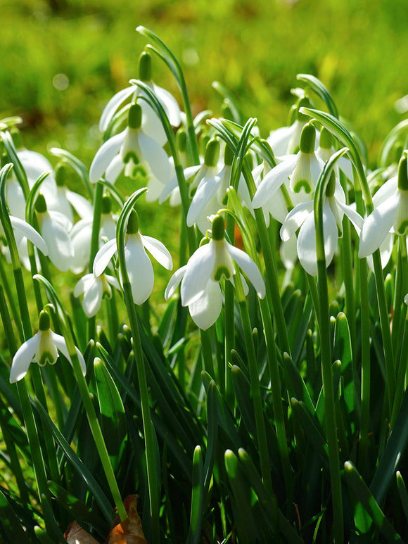 Galanthus Elwesii