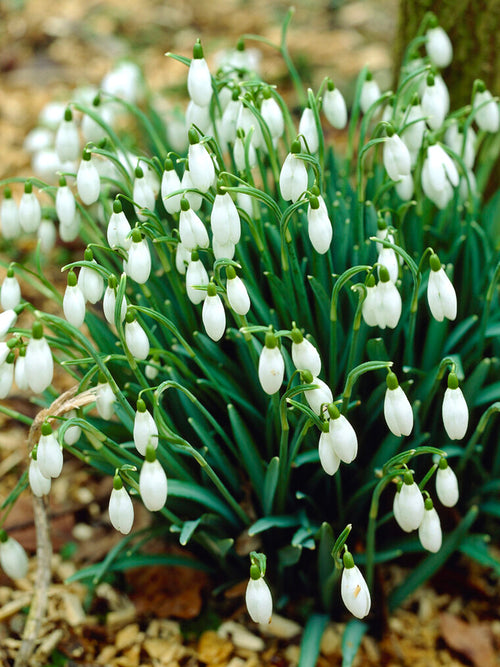 Galanthus Elwesii bulbs Snowdrops UK shipping