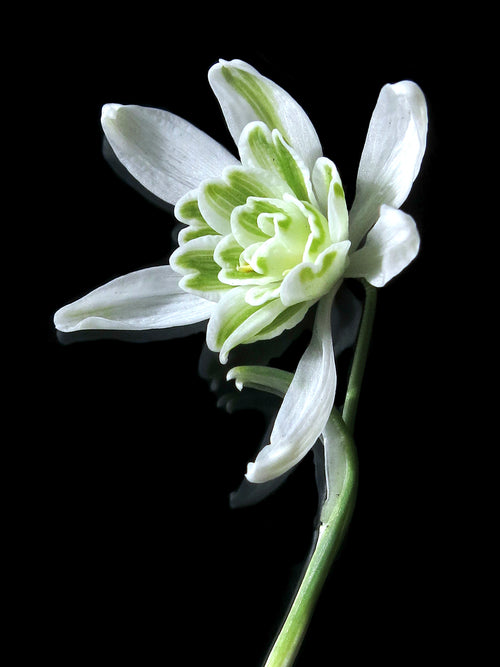 Galanthus Nivalis Flore Pleno (Snowdrops)