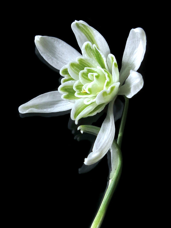 Galanthus Nivalis Flore Pleno (Snowdrops)