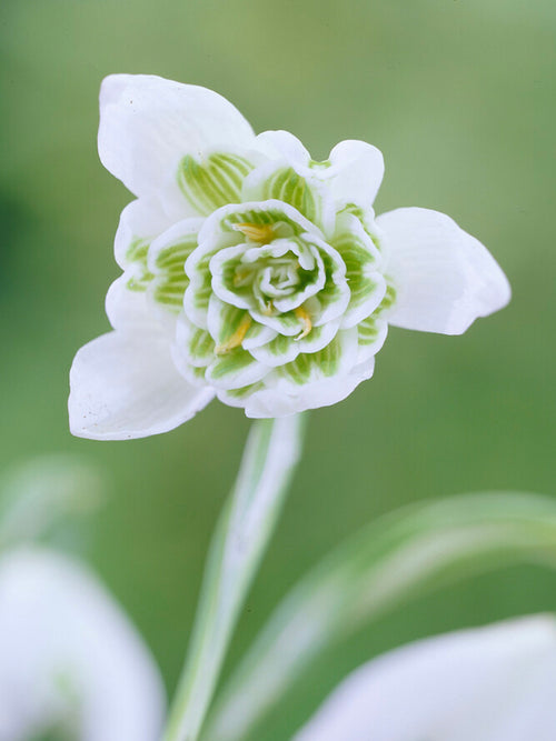 Galanthus Nivalis Flore Pleno (Snowdrops)
