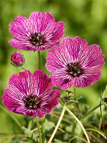 Geranium Jolly Jewel Lilac