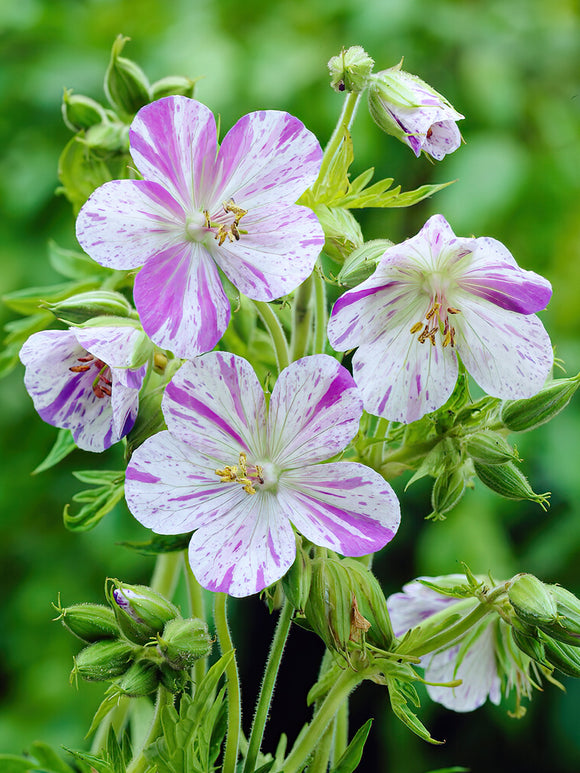 Geranium Splish Splash bare roots for spring planting