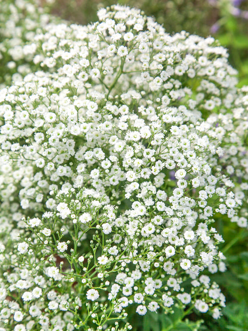 Gypsophila paniculata White EU delivery