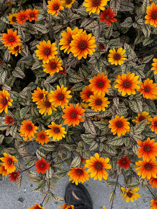 Heliopsis Orange Marble (Sweet Smooth Oxeye)