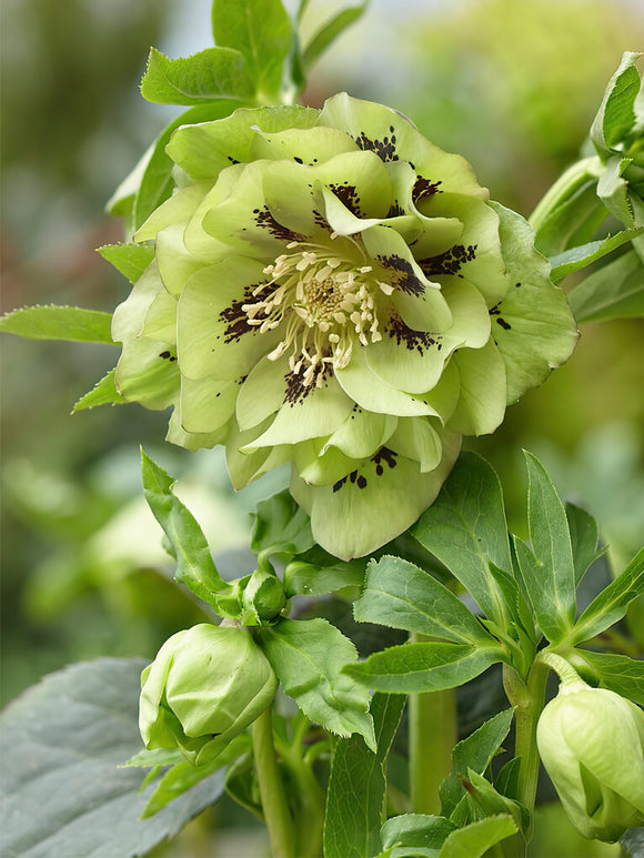 Helleborus Double Ellen Green Bare Roots for EU shipping