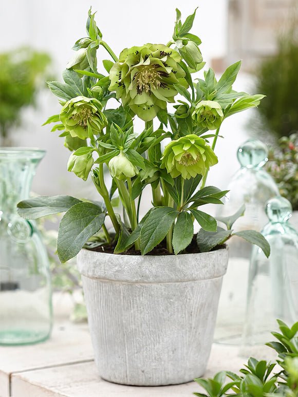 Buy Helleborus Double Ellen Green