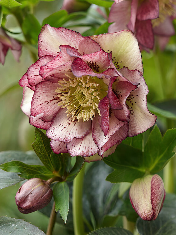 Buy Helleborus Double Ellen Picotee