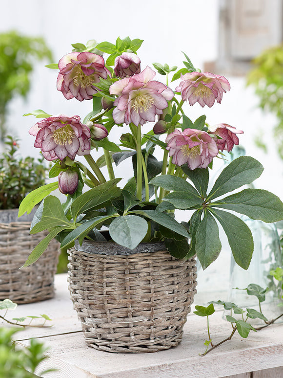 Helleborus Double Ellen Picotee bare roots for spring planting