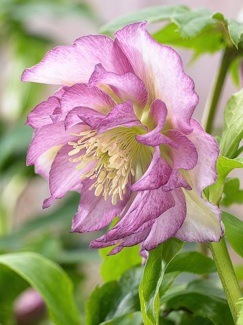 Helleborus Double Ellen Pink bare roots for EU shipping