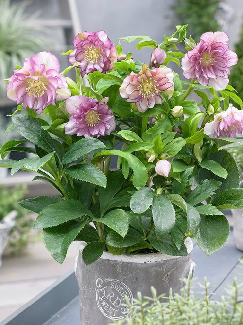 Helleborus Double Ellen Pink easy to grow perennial