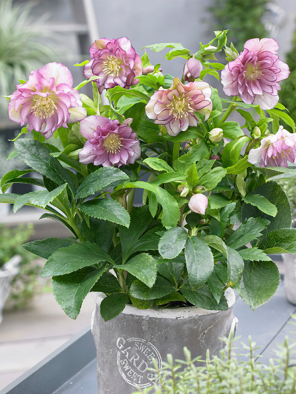 Helleborus Double Ellen Pink easy to grow perennial