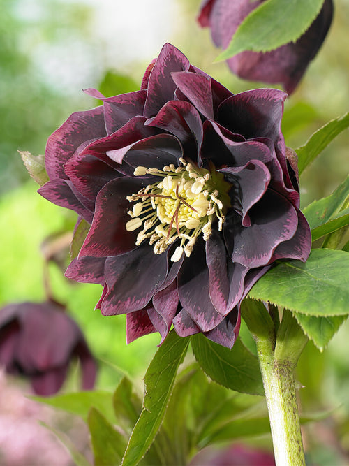 Buy Helleborus Double Ellen Purple