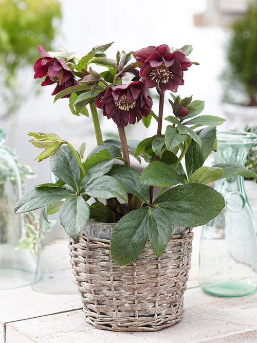 Helleborus Double Ellen Purple Bare roots EU shipping