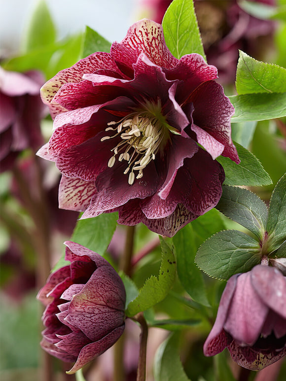 Helleborus Double Ellen Red Bare roots