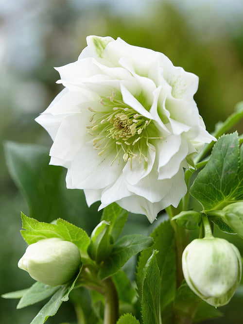 Helleborus Double Ellen White EU shipping in the spring
