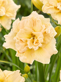 Daylily Schnickel Fritz (Hemerocallis)