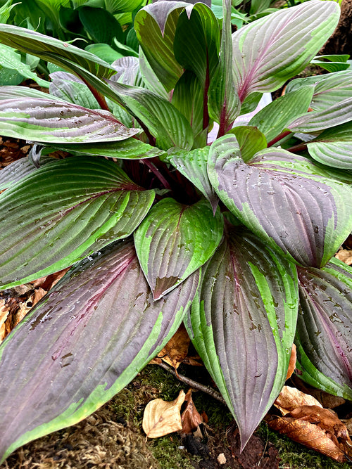 Buy Hosta RED NINJA ('Nk2021'), spring delivery