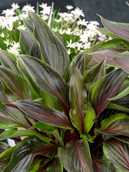 Hosta RED NINJA ('Nk2021') with bright red leaf stems