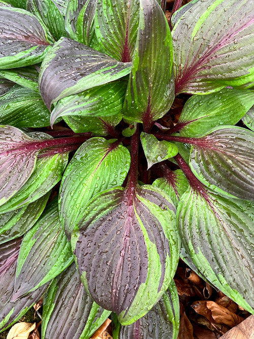 Buy Hosta RED NINJA ('Nk2021') online