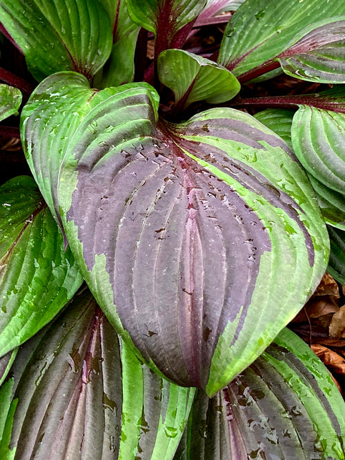 Chelsea Plant of the Year 2026 Hosta RED NINJA