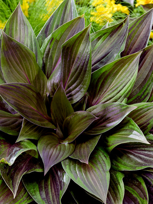Hosta RED NINJA ('Nk2021') award-winning perennial