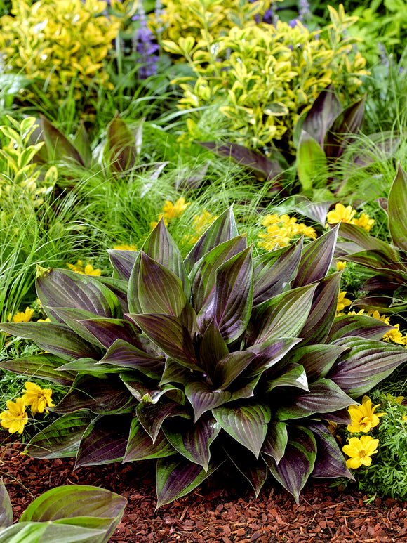 Hosta RED NINJA ('Nk2021') for borders and containers