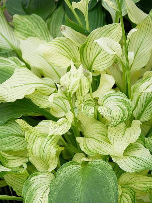 Buy Hosta 'White Feather' bare roots from Holland