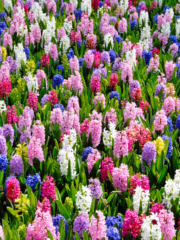 Hyacinth bulbs