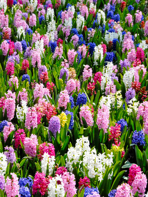 Wholesale Hyacinth Bulbs