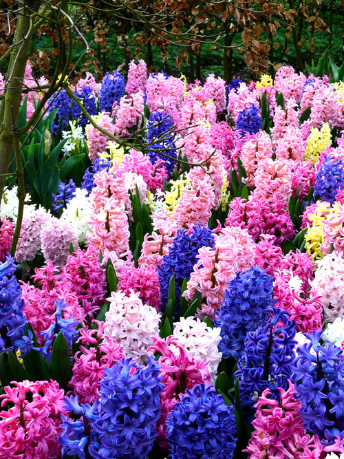 Hyacinth bulbs