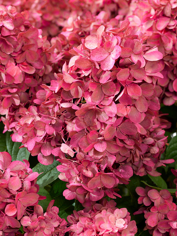 Pink-red flowers of Hydrangea Bonfire