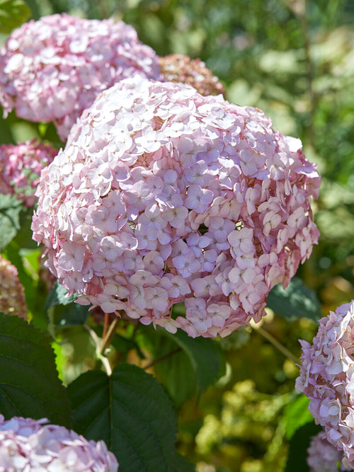 Close-up of Candybelle Bubblegum flower heads