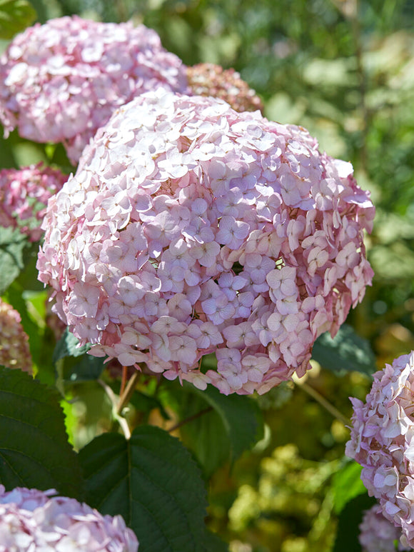 Close-up of Candybelle Bubblegum flower heads