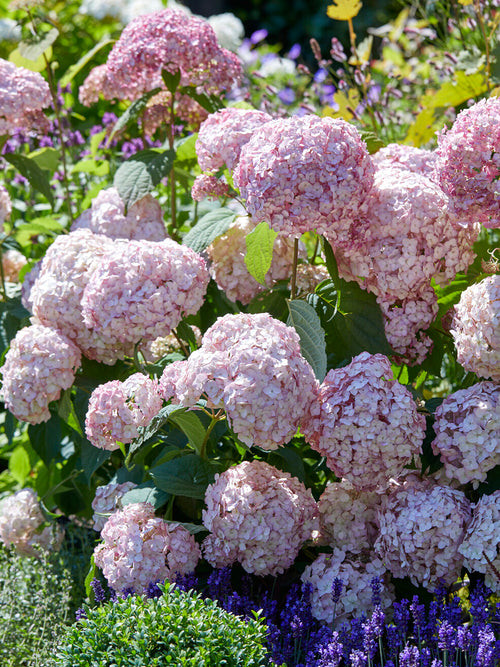 Compact hydrangea Candybelle Bubblegum in garden border