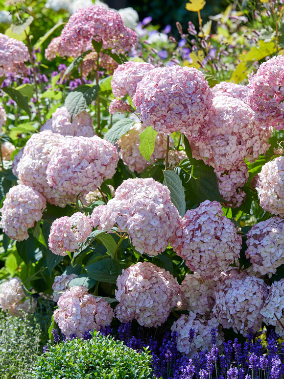 Compact hydrangea Candybelle Bubblegum in garden border