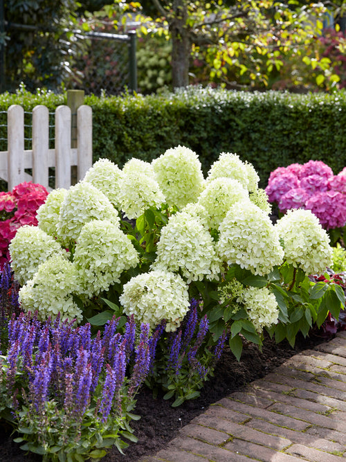 Compact white hydrangea for pots and small gardens