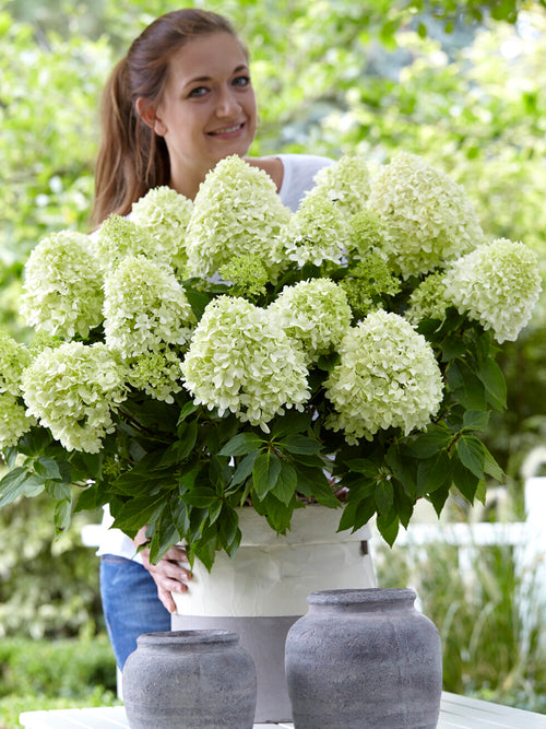 Hydrangea Little Spooky shrub with green leaves