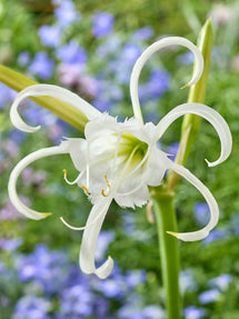 Hymenocallis Festalis Zwanenburg