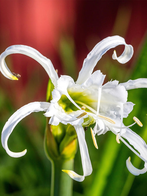 Star-shaped white Spider Lily flowers in summer garden