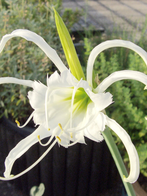Close-up of Hymenocallis Festalis Zwanenburg blossom